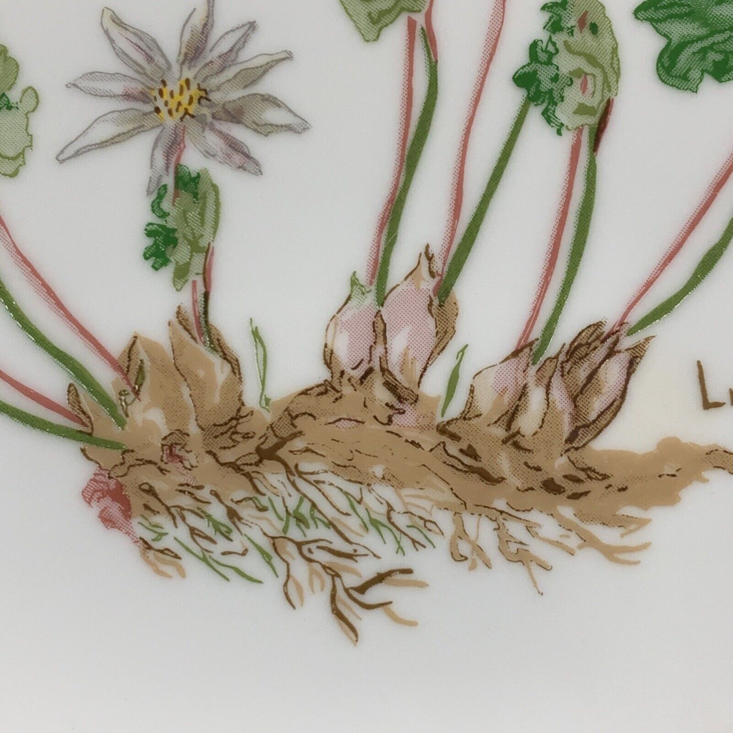 1986 Limited Edition Lucile Parker Bloodroot Promotional Porcelain Plate